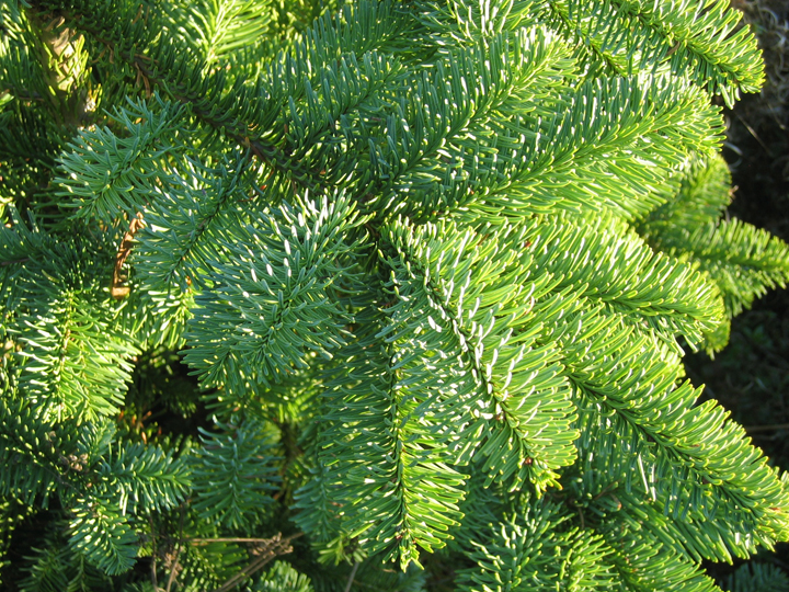 noble fir needles